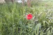 سبز و بهاری نماد تحول و تجدید حیات روحی  Green and Spring  A Symbol of Spiritual Renewal