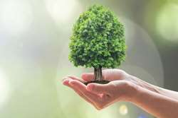 چه سبزم How Green I Am