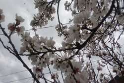 بهار زندگی  سرود جان در مسیر عشق The Spring of Life