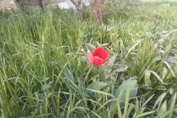 سبز و بهاری نماد تحول و تجدید حیات روحی  Green and Spring  A Symbol of Spiritual Renewal