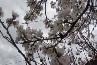 بهار زندگی  سرود جان در مسیر عشق The Spring of Life