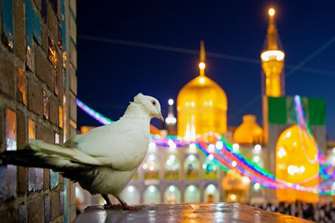 کبوترهای جان نگاهی عاشقانه به پرواز دل در حرم رضا The Doves of the Soul
