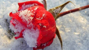 سرگشته؛ زمستانی در دل بهار Sargashteh: A Winter Within the Heart of Spring